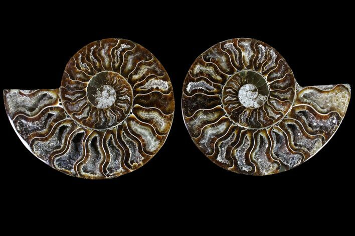 Agatized Ammonite Fossil - Crystal Filled Chambers #145937
